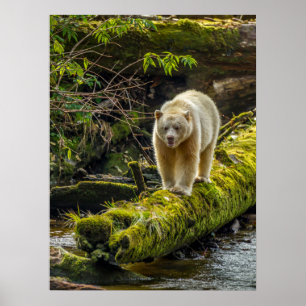 White Spirit Bear   British Columbia, Kanada Poster
