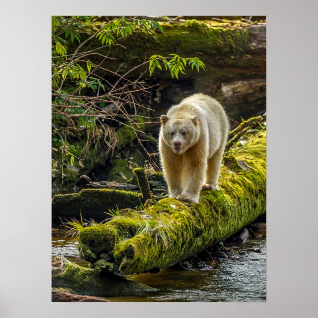White Spirit Bear | British Columbia, Kanada Poster (Vorne)