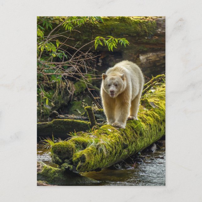 White Spirit Bear | British Columbia, Kanada Postkarte (Vorderseite)