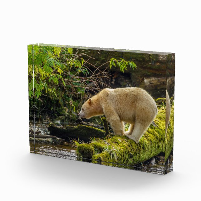 White Spirit Bear Fotoblock (Rechts)