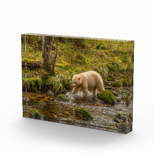 White Spirit Bear Hunts for fish on Riordan Creek Fotoblock