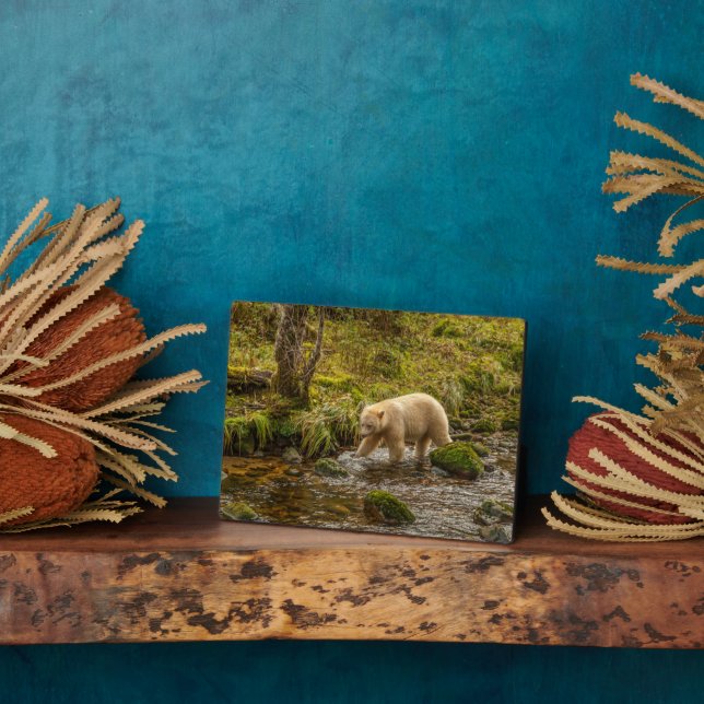 White Spirit Bear jagt Fische auf Riordan Creek Fotoplatte (Seite)