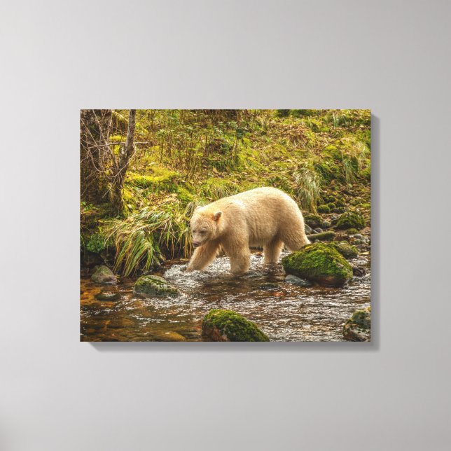 White Spirit Bear jagt Fische auf Riordan Creek Leinwanddruck (Vorderseite)