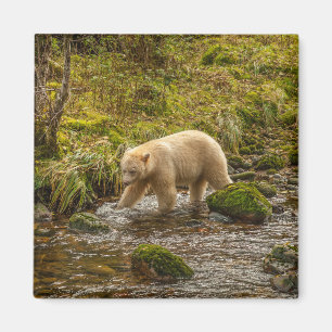 White Spirit Bear jagt Fische auf Riordan Creek Magnet