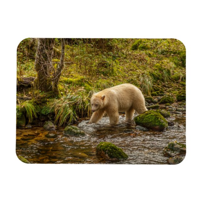 White Spirit Bear jagt Fische auf Riordan Creek Magnet (Horizontal)