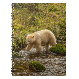 White Spirit Bear jagt Fische auf Riordan Creek Notizblock