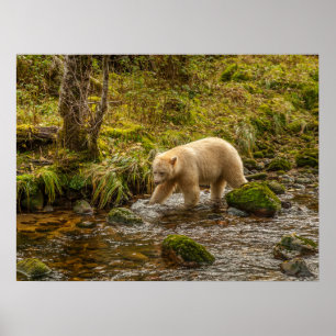White Spirit Bear jagt Fische auf Riordan Creek Poster