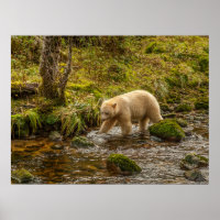 White Spirit Bear jagt Fische auf Riordan Creek
