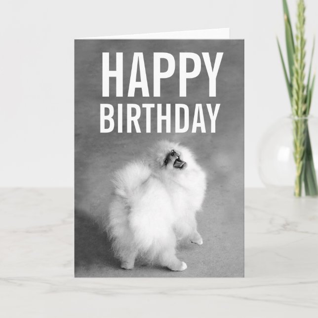 White Spitz Happy Birthday Card Karte (Vorderseite)