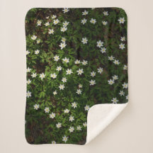 White spring flowers in woodland