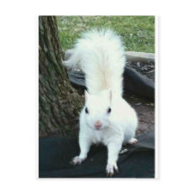 White Squirrel