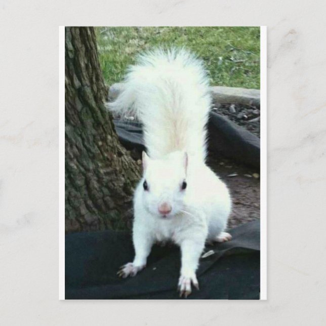 White Squirrel Postkarte (Vorderseite)