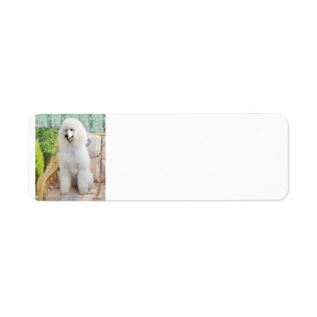 White Standard Poodle (Vorne)