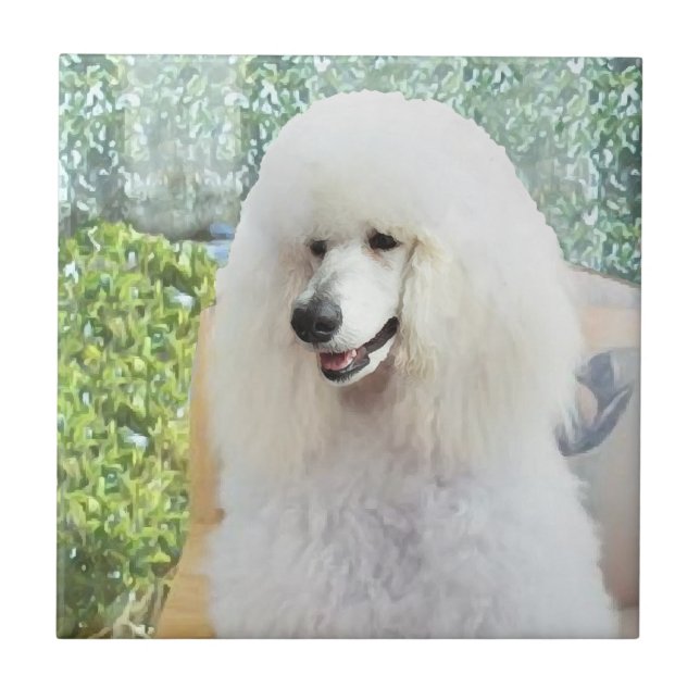 White Standard Poodle Fliese (Vorderseite)