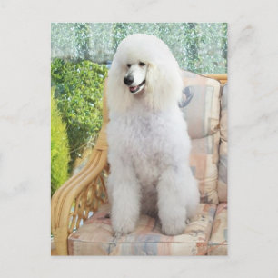 White Standard Poodle Postkarte