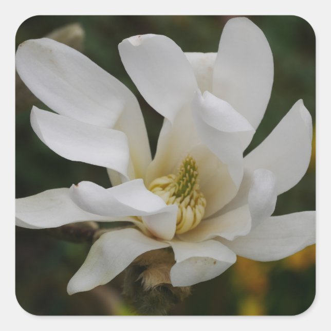 White Star Magnolia Sticker (Vorderseite)