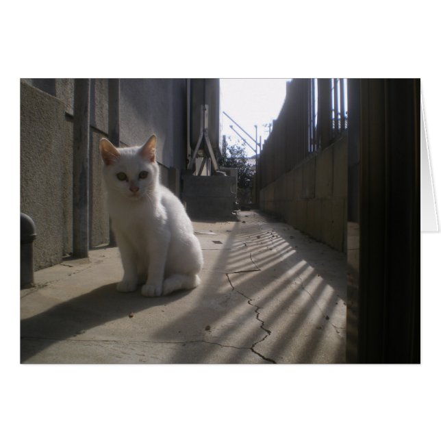 White Stray Kitten in Japan (Vorderseite (Horizontal))