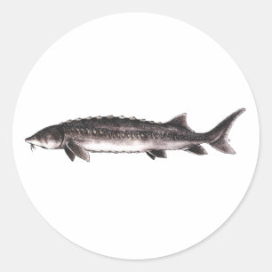 White Sturgeon - Acipenser transmontanus Runder Aufkleber