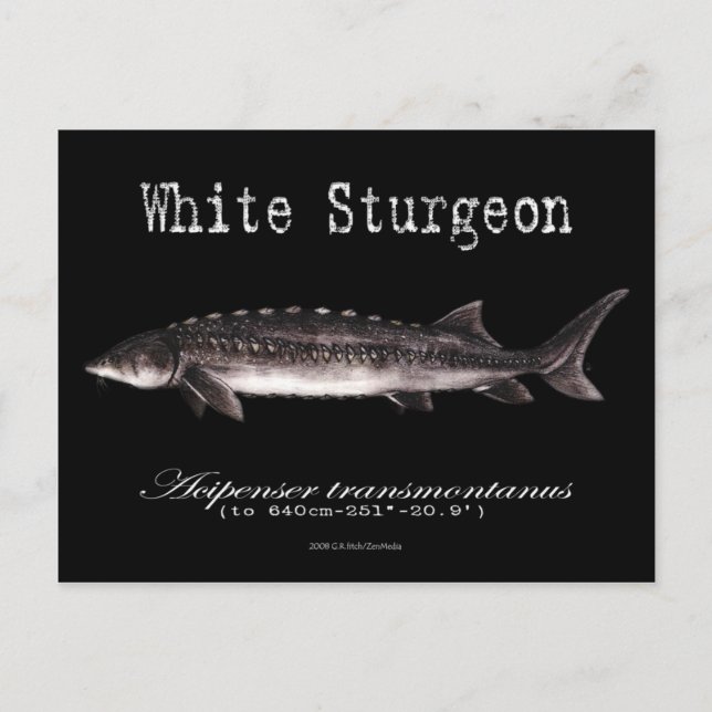 White Sturgeon-Black-Postcard Postkarte (Vorderseite)
