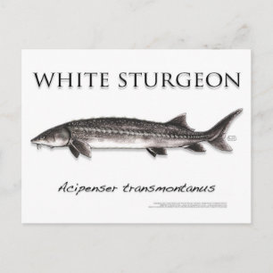 White Sturgeon-White-Postcard-3D Postkarte