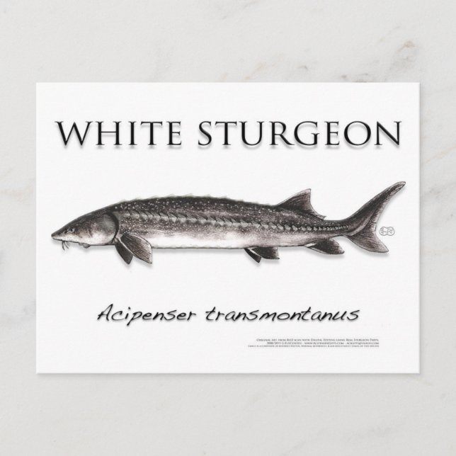 White Sturgeon-White-Postcard-3D Postkarte (Vorderseite)