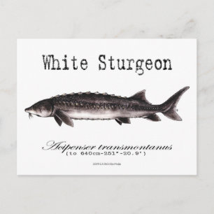 White Sturgeon-White-Postcard Postkarte