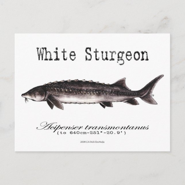 White Sturgeon-White-Postcard Postkarte (Vorderseite)