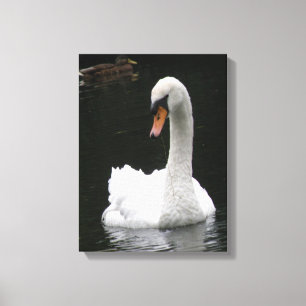 White Swan Canvas Print Leinwanddruck