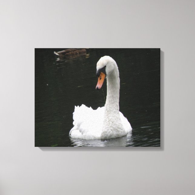White Swan Canvas Print Leinwanddruck (Vorderseite)