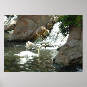 White Swan Poster