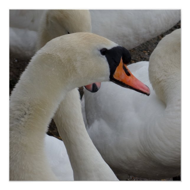 White Swan Poster (Vorderseite)