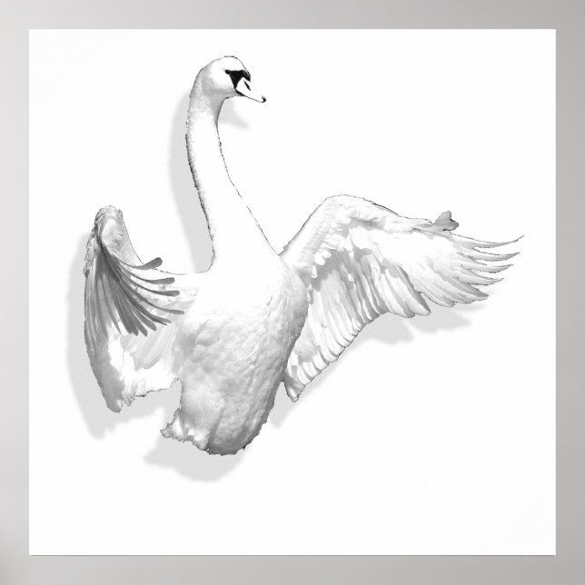 White Swan - Poster (Vorne)
