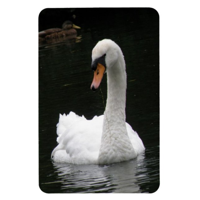 White Swan Premium Magnet (Vertikal)