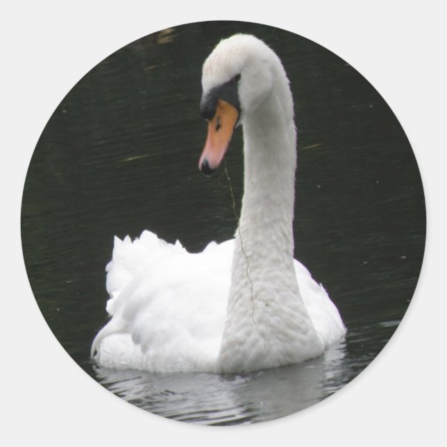 White Swan Stickers (Vorderseite)
