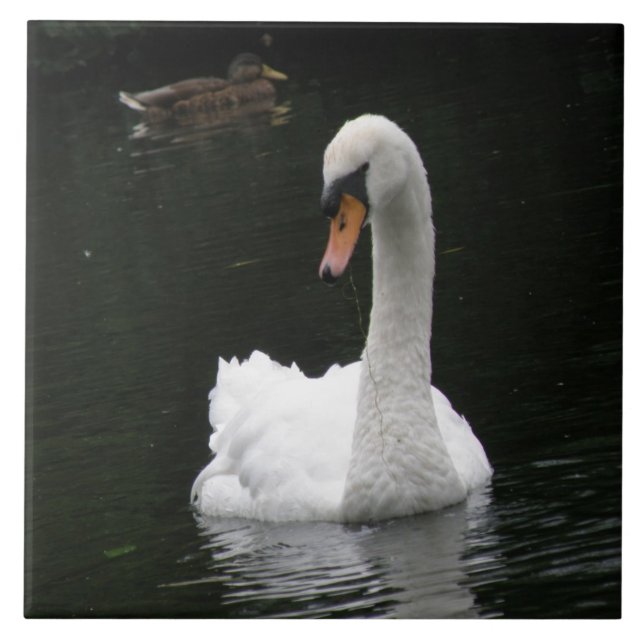 White Swan Tile Fliese (Vorderseite)
