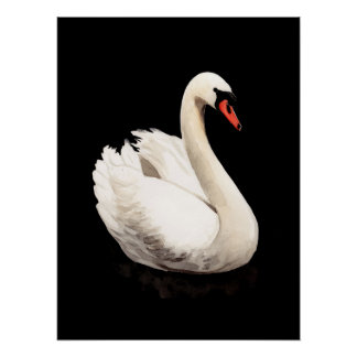White Swan Vintage Art Poster