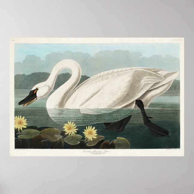 White Swan Watercolor Poster (Vorne)