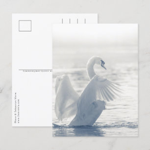 White Swan Wildlife Foto Postkarte