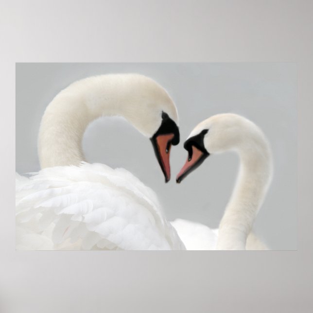 White Swans Poster Print (Vorne)
