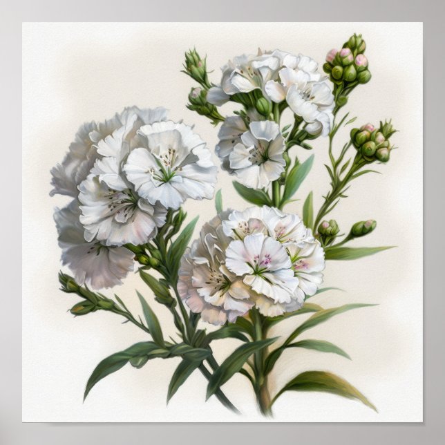 White Sweet William Blume Art Print Poster (Vorne)