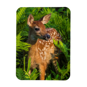 White-tailed Deer Fawn   Minnesota Magnet