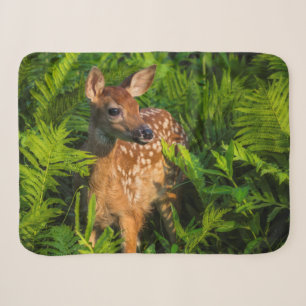 White-tailed Deer Fawn Minnesota Sherpadecke