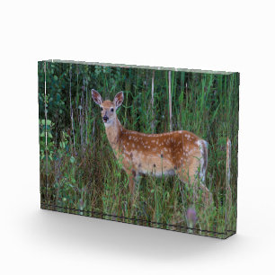 White-tailed Deer National Bison Range Montana Fotoblock