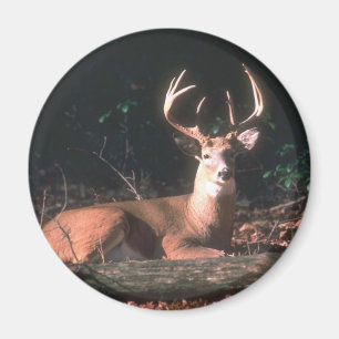 White Tails Buck Deer Magnet