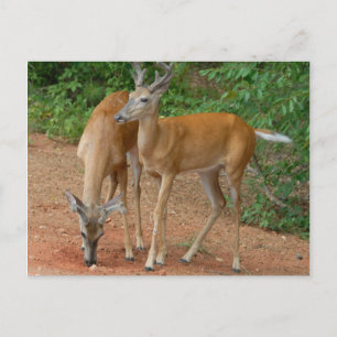 White Tails Buck Deer Postkarte