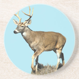 White Tails Deer Buck Getränkeuntersetzer