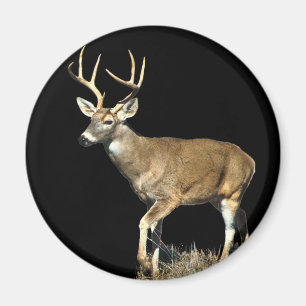 White Tails Deer Buck Magnet
