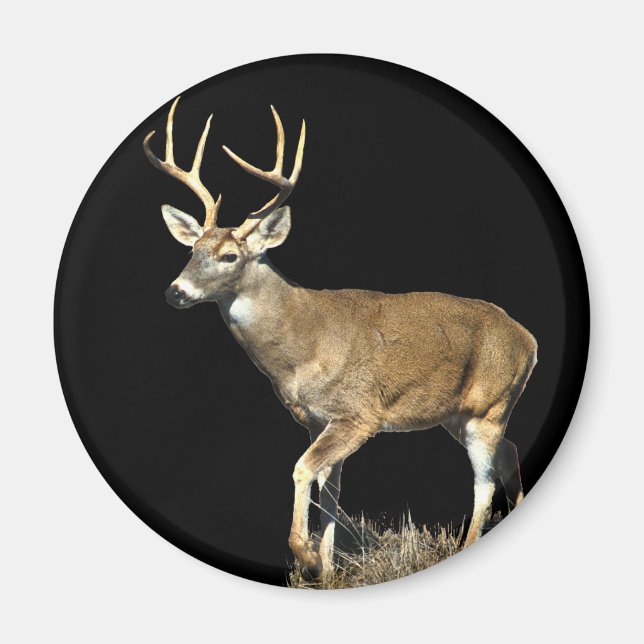 White Tails Deer Buck Magnet (Vorne)