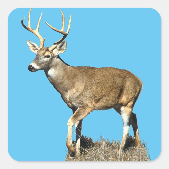 White Tails Deer Buck Quadratischer Aufkleber (Vorderseite)
