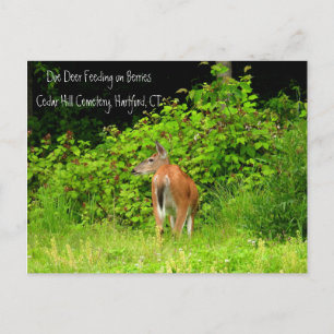 White Tails Doe Deer in Hartford, CT Postkarte